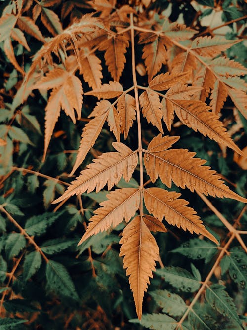 Brown Leaves with Water Droplets