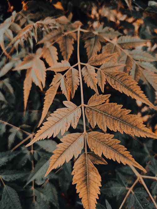 Wet Brown Leaves in Close Up Photography