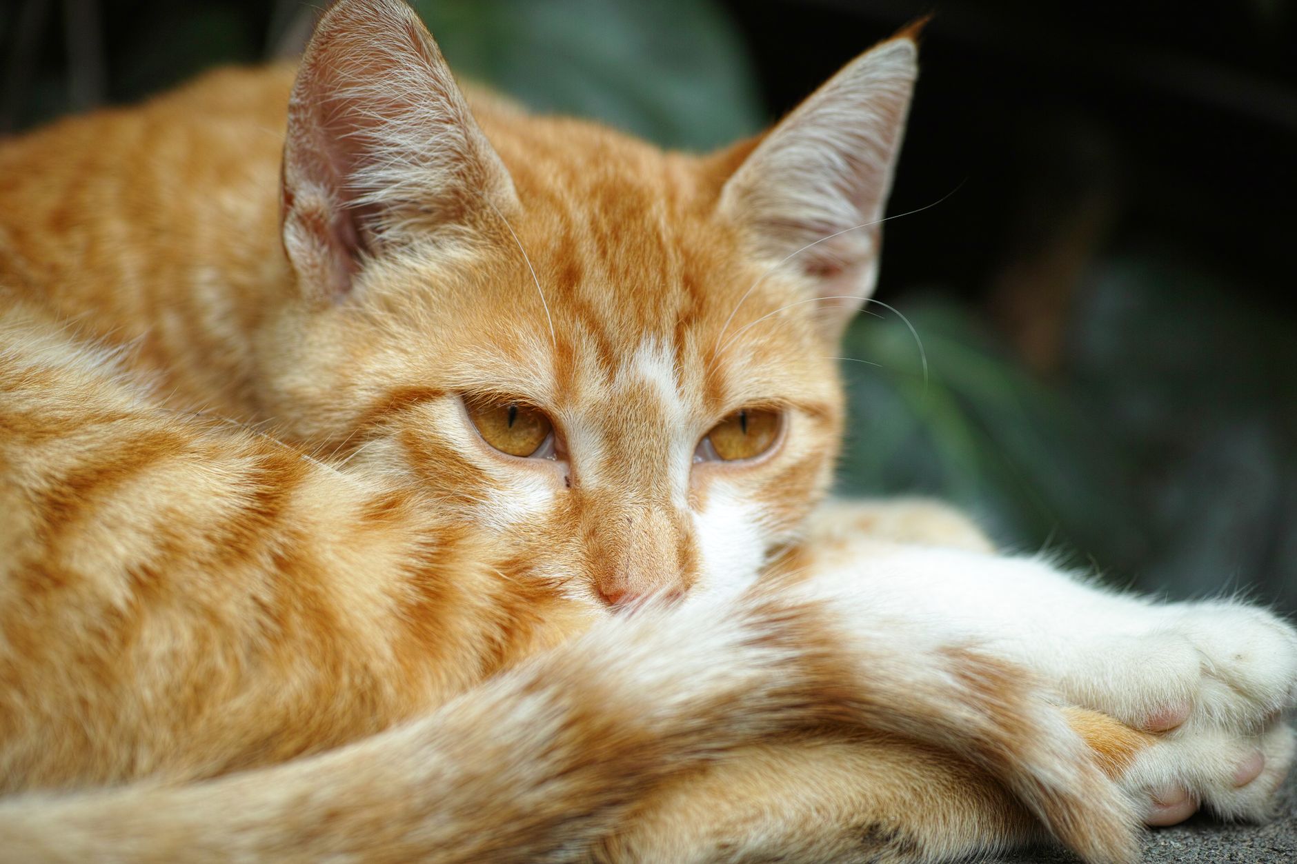 Portrait of a cat at a veterinary clinic