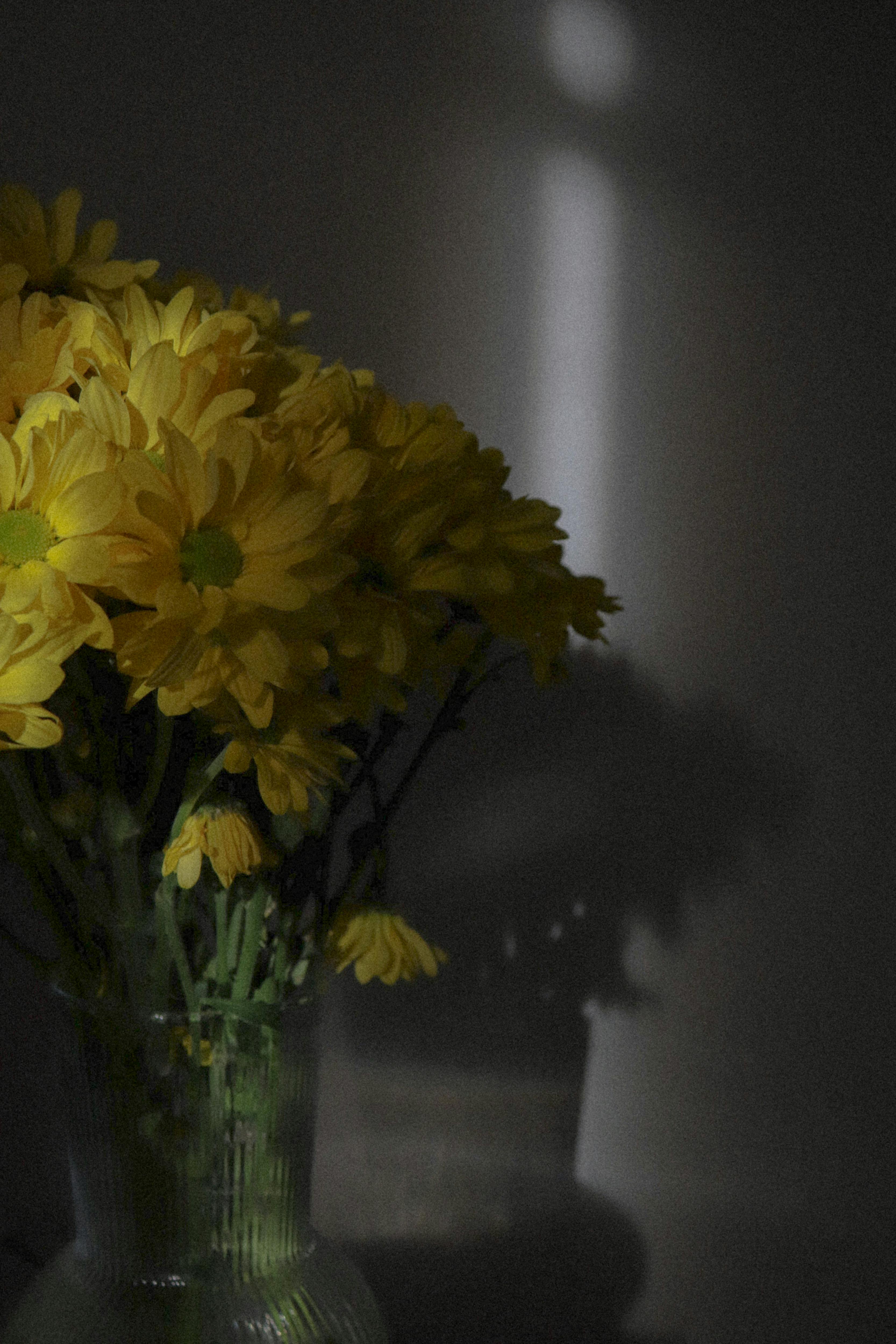 [ColoSach]-yellow-flowers-in-a-vase-contrasted-against-a-dark-gray-background,-creating-a-dramatic-effect.
