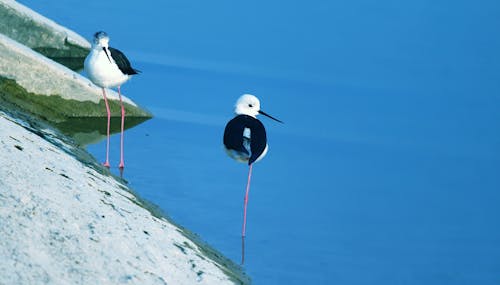 Kostnadsfri bild av djur, fåglar, natur