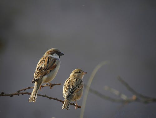 house sparrow