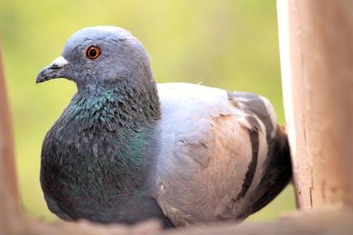 pigeon