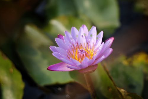 Close-Up Shot of a Blooming Pink Flower