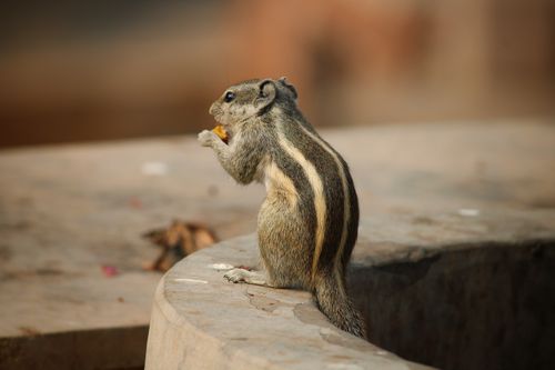 Free A cute squirrel perched on a branch, nibbling a snack in a natural setting. Stock Photo