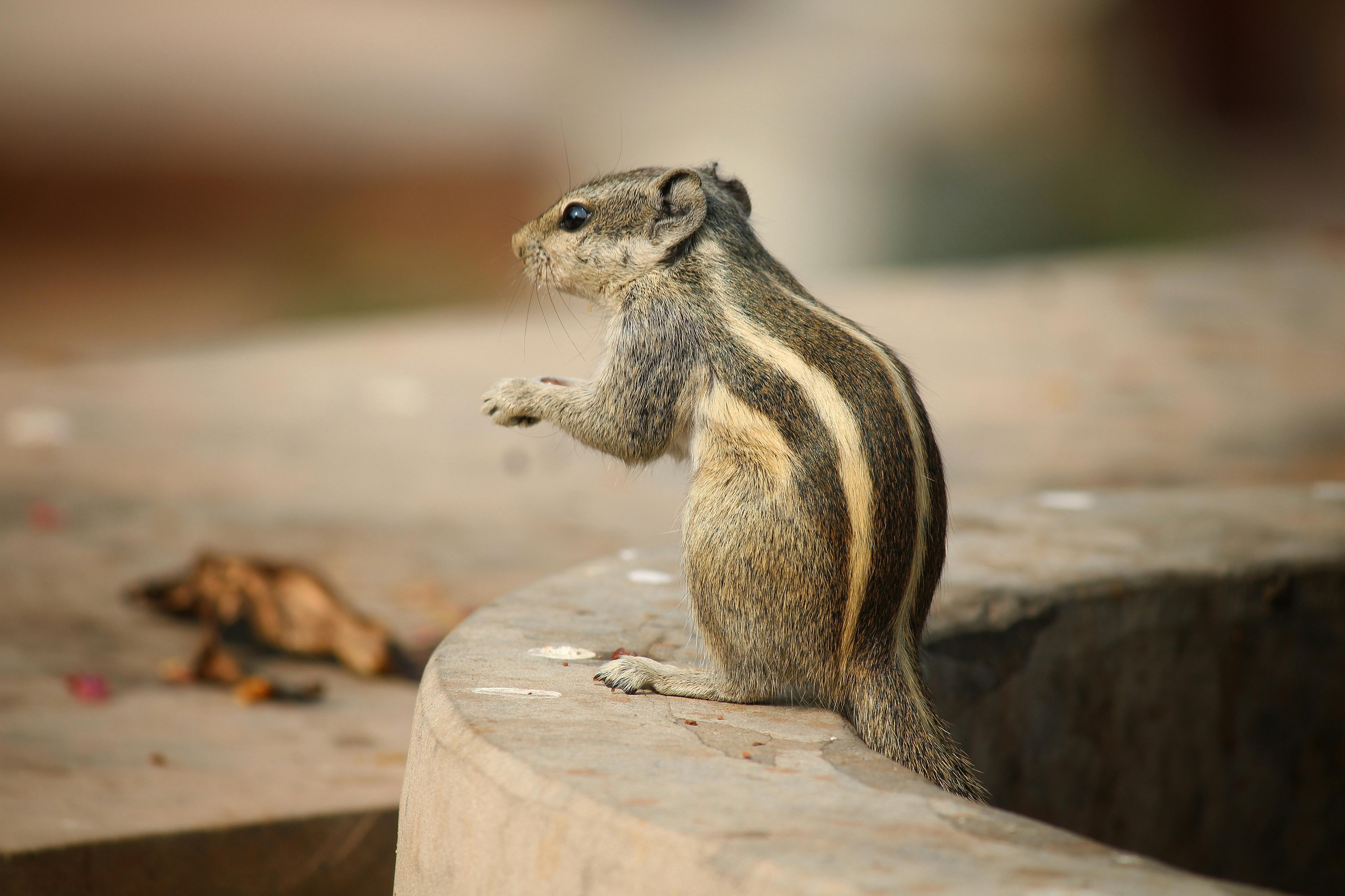 What is the cleanest animal?