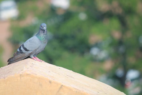 Focus on a Pigeon perching on a Ridge