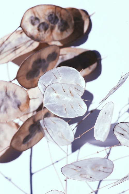 Flowers Petals on White Background