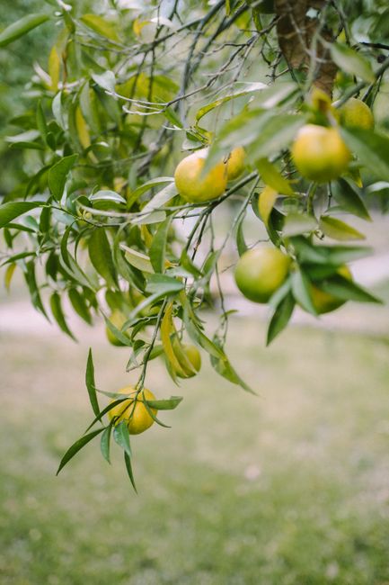 Close-up of a lemon tree branch with ripe lemons and lush green leaves.