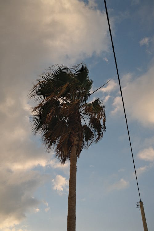 Low Angle of a Palm Tree