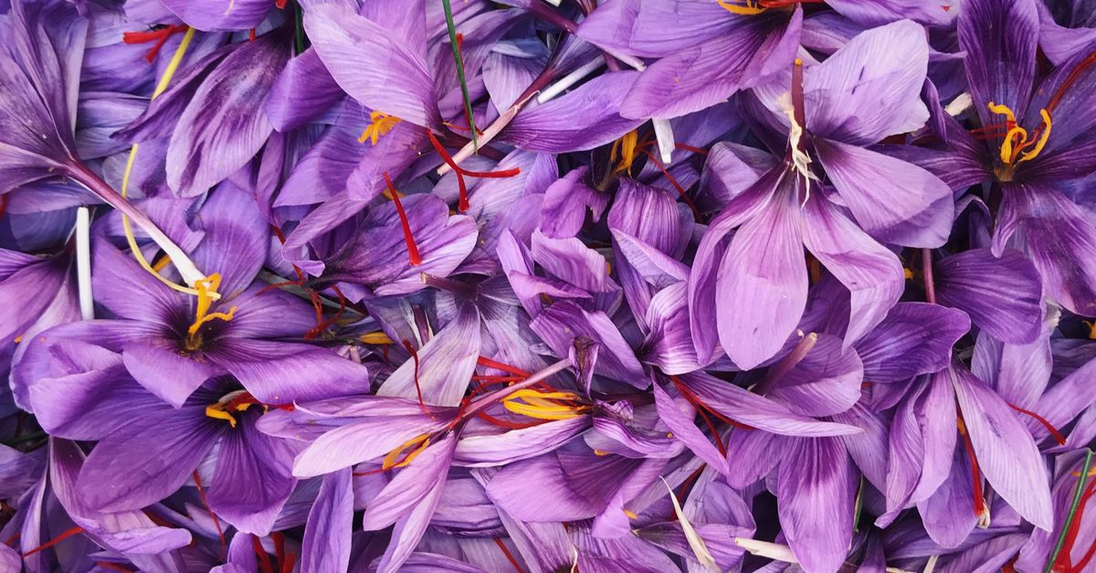 Saffron Flowers, Crocus Sativus · Free Stock Photo