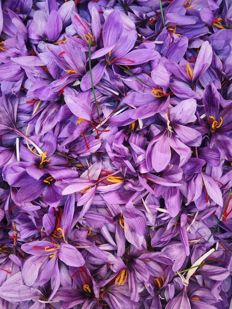 Saffron Flowers, Crocus Sativus