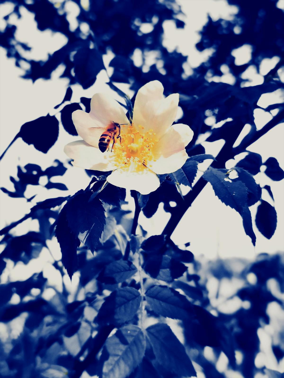 Bowls filled with dry lentils, millet, and pumpkin seeds on a countertop