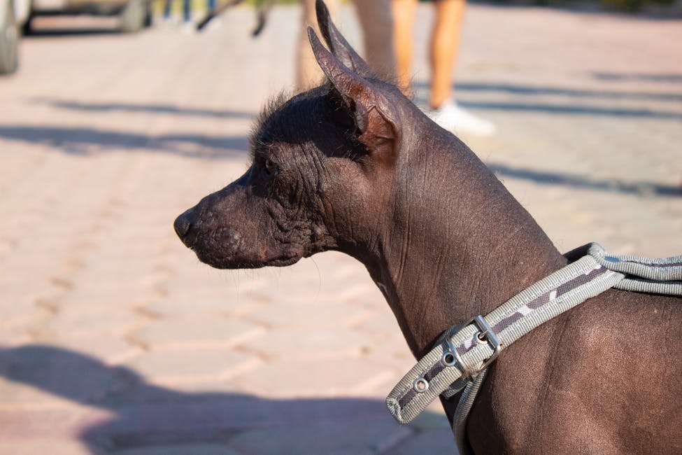 Xoloitzcuintli dog training guide - Loyal, Alert, Calm Non-Sporting breed from Mexico