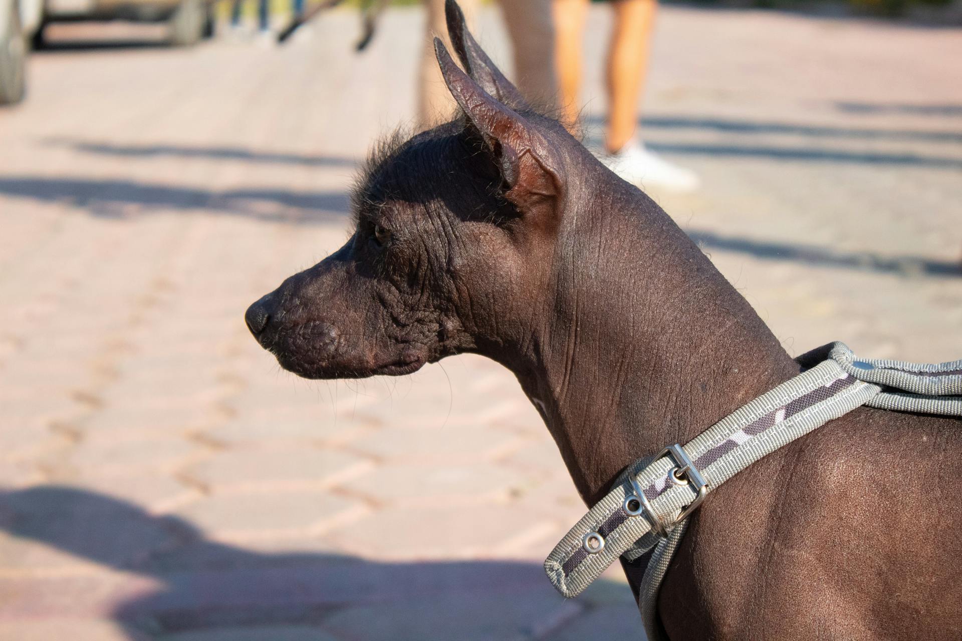 Un chien mexicain sans poils en laisse