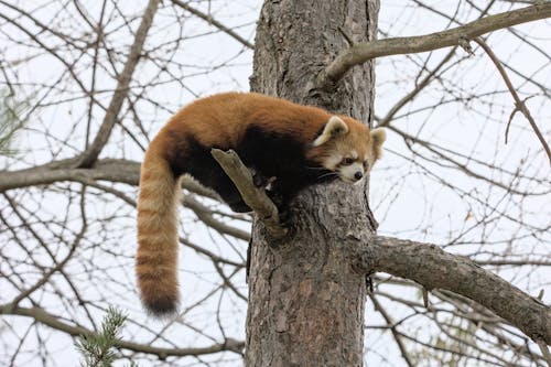 A Red Panda on a Tree Branch