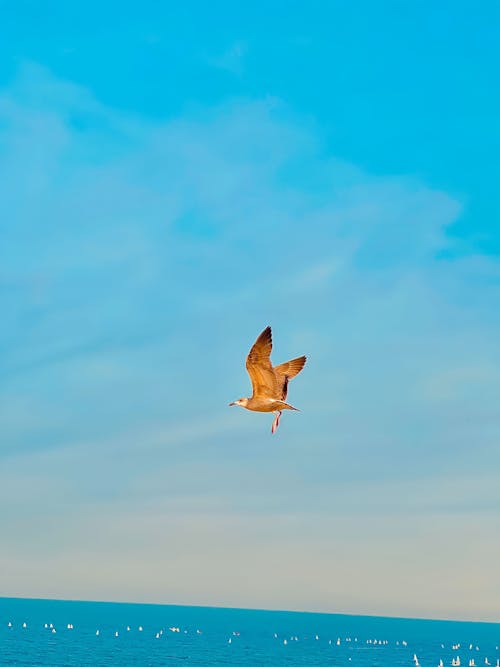 Бесплатное стоковое фото с mediterranea, вуаль, голубое небо