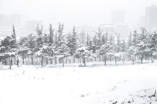 Darmowe zdjęcie z galerii z biały, burza śnieżna, drzewa