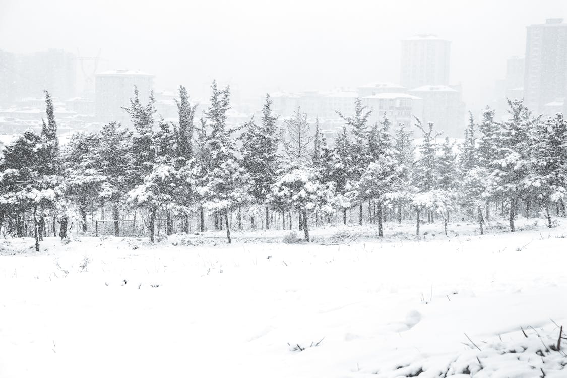 冬季, 天氣, 季節 的 免费素材图片