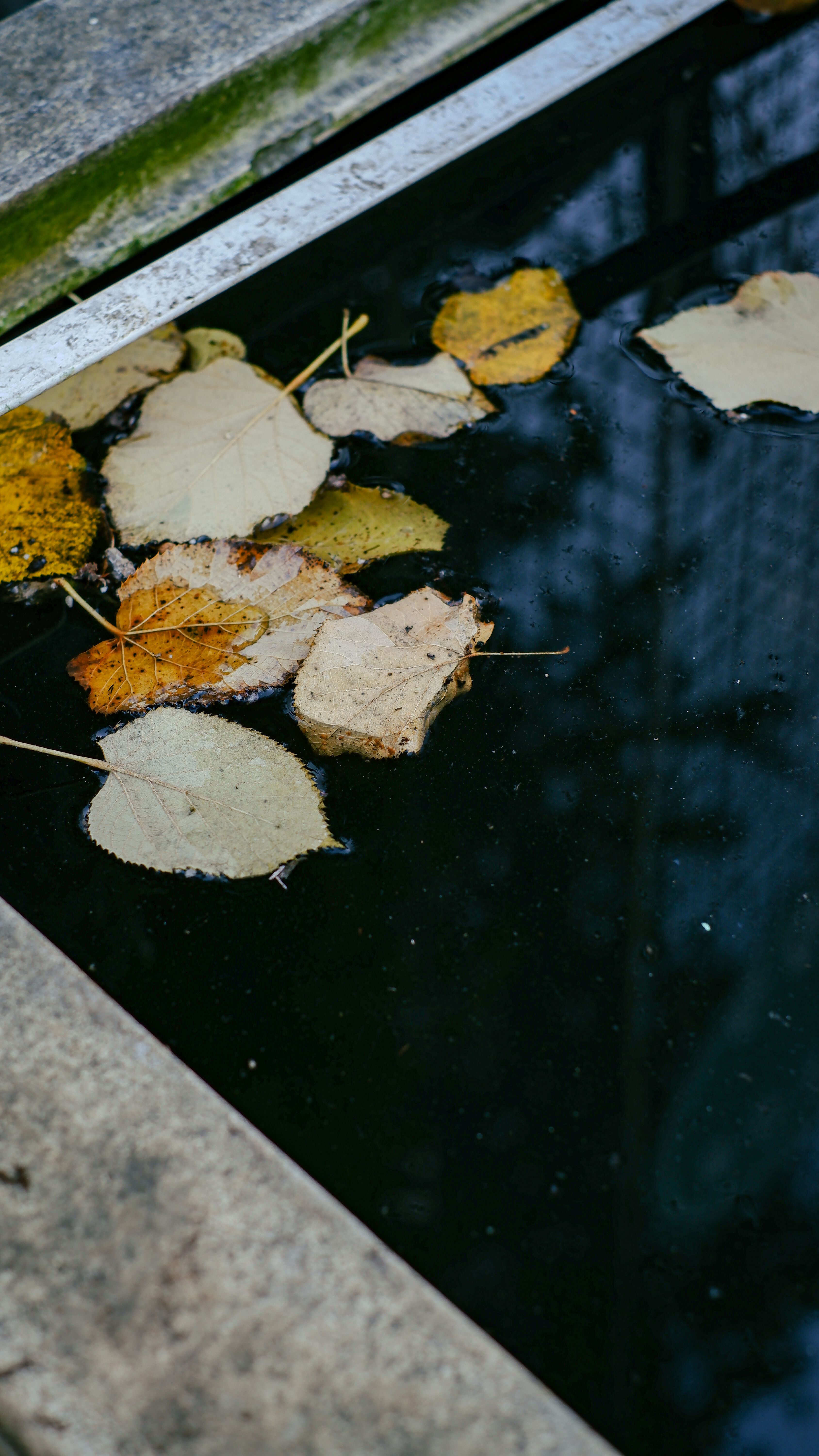 Sudca naznačuje, že Trumpov tlak by mohol zničiť prípad poškodenia Reflecting Pool