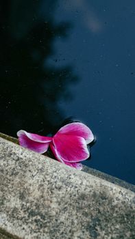 Close-up of a pink flower petal floating in water near a concrete edge, creating a serene and minimalist composition.