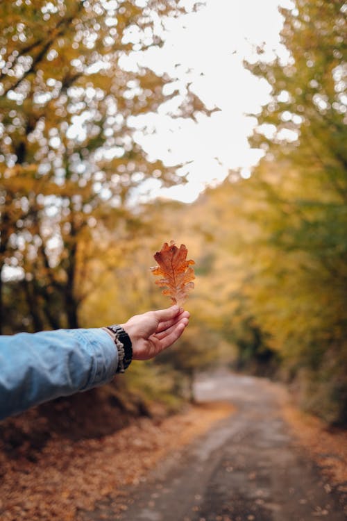 Person Holding a Brown Leaf on the Background of Autumnal Forest 