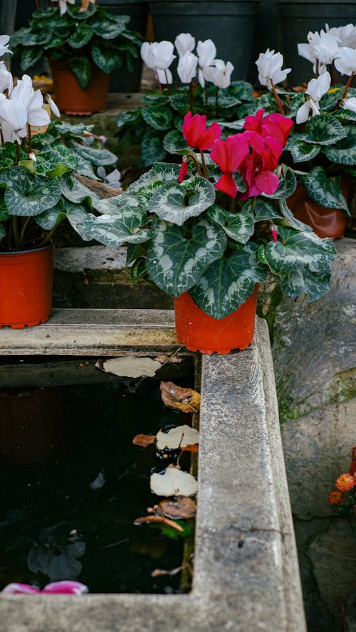 Fotobanka s bezplatnými fotkami na tému črepníkové, cyklámen perský, kvety