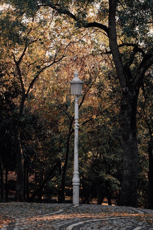 A White Street Lamp near the Trees