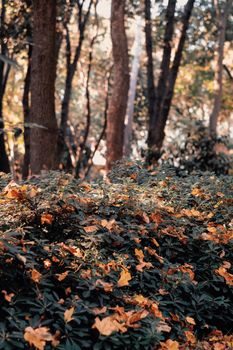 Beautiful autumn forest scene with fallen leaves and tall trees basking in sunlight.
