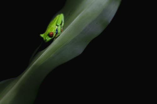 両生類, 動物, 緑のカエルの無料の写真素材