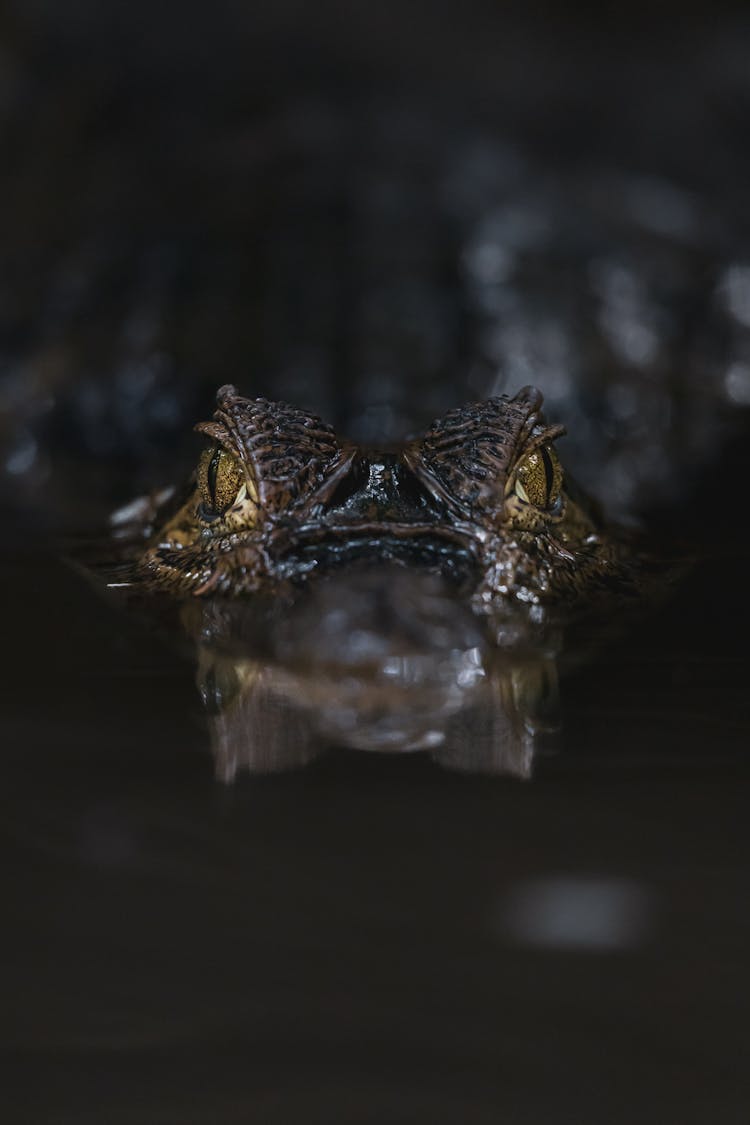 Front View Of A Crocodile Emerging From Water 