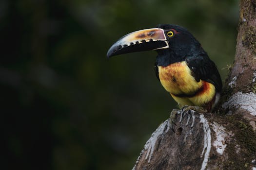Vibrant collared aracari perched on a tree in Caño Negro, Costa Rica jungle.