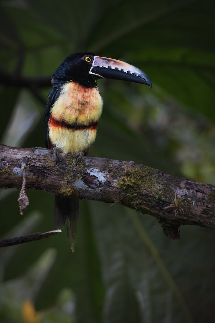 A Collared Aracari On A Branch