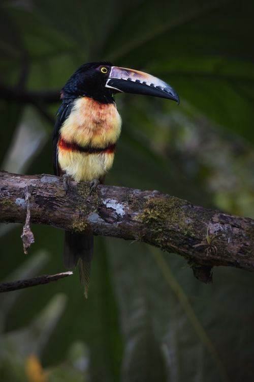 Free Vibrant Collared Aracari perched on a branch in Caño Negro, Costa Rica. Stock Photo