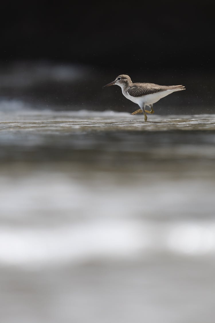 Close-up Of Bird Walking On Land Surface