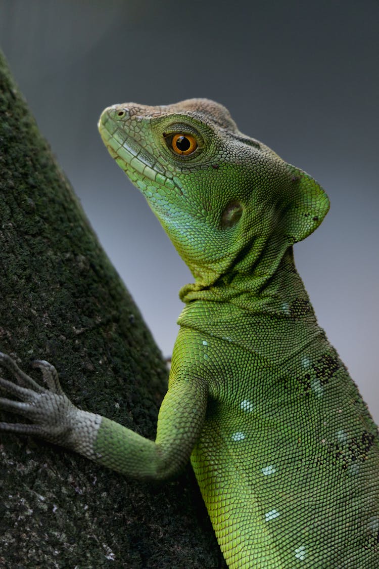 Close-up Of A Green Lizard, Plumed Basilisk