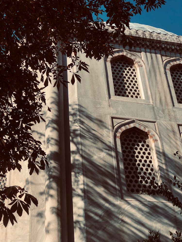 Tree And Sunlit Building