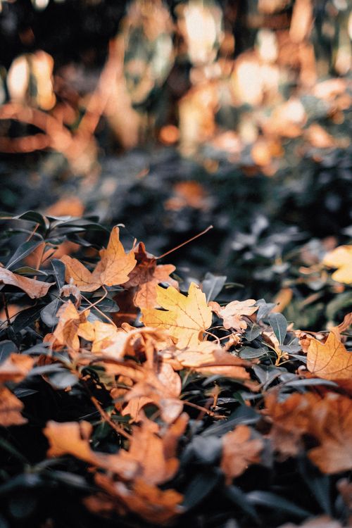 Free Close-up of fallen autumn maple leaves with a blurred background, showcasing fall's vibrant colors. Stock Photo