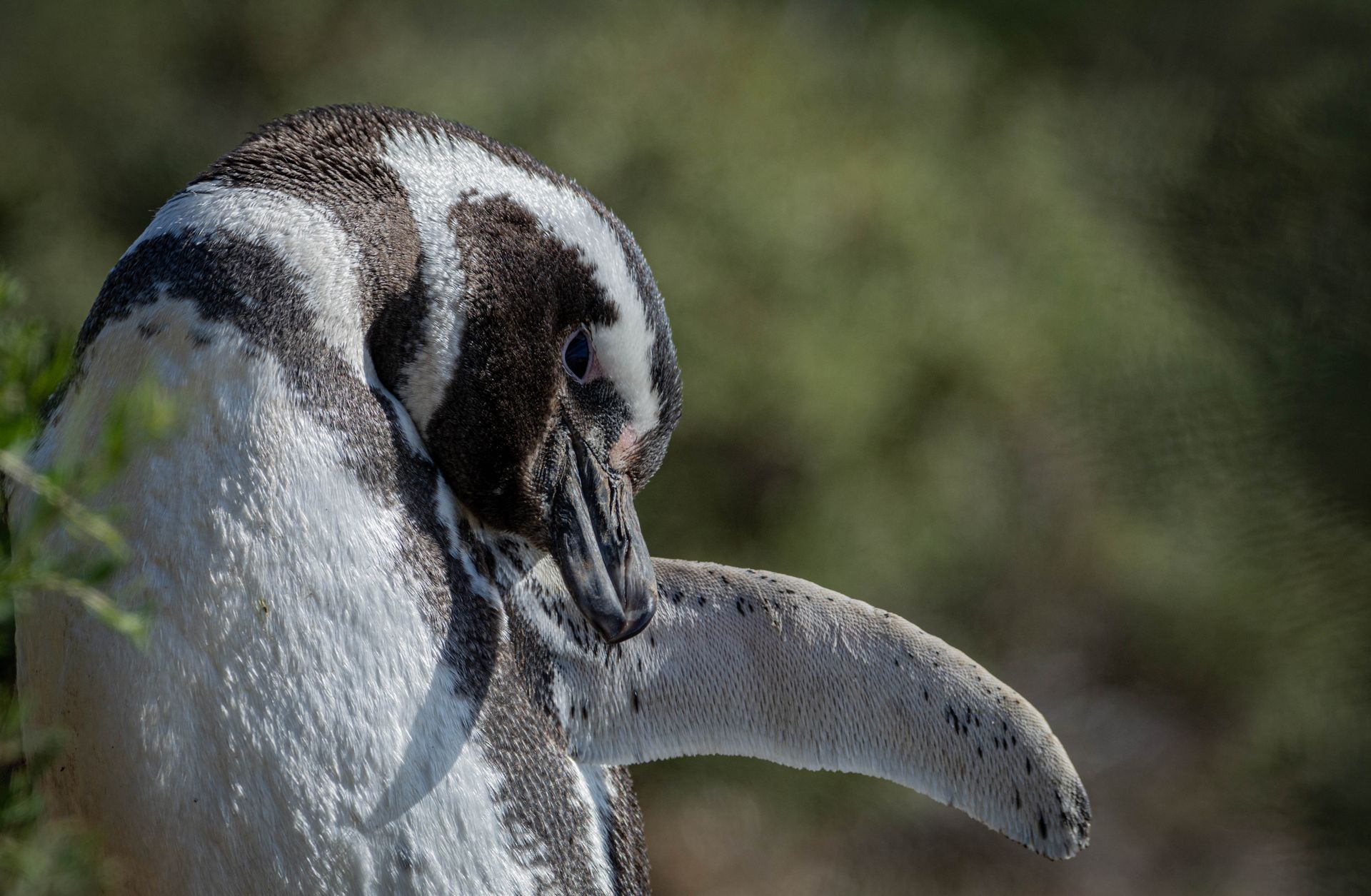 Detailed close-up image of a Magellanic penguin showing its unique feathers and natural habitat.