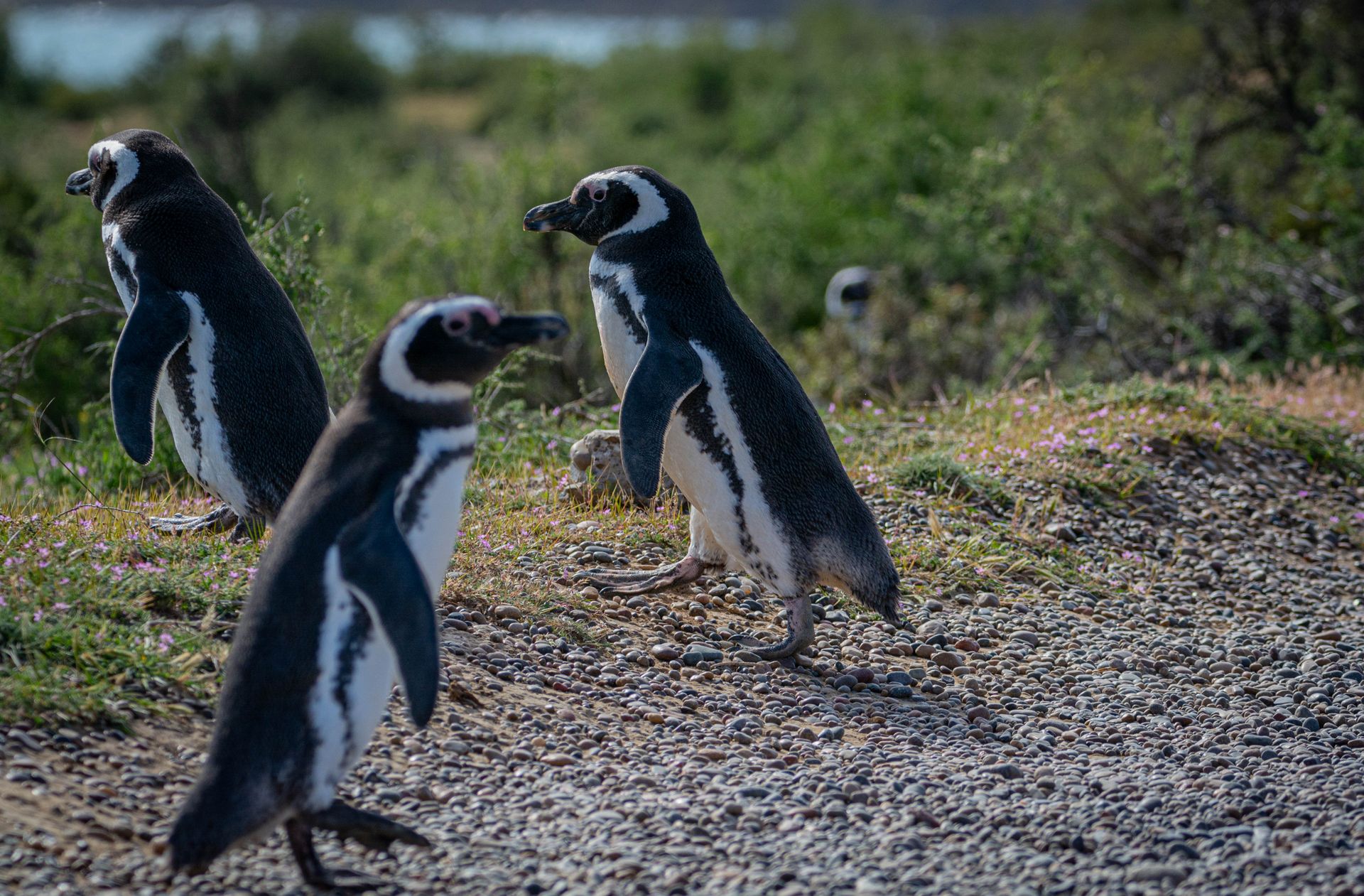 A captivating shot of Magellanic penguins walking together in a natural setting.