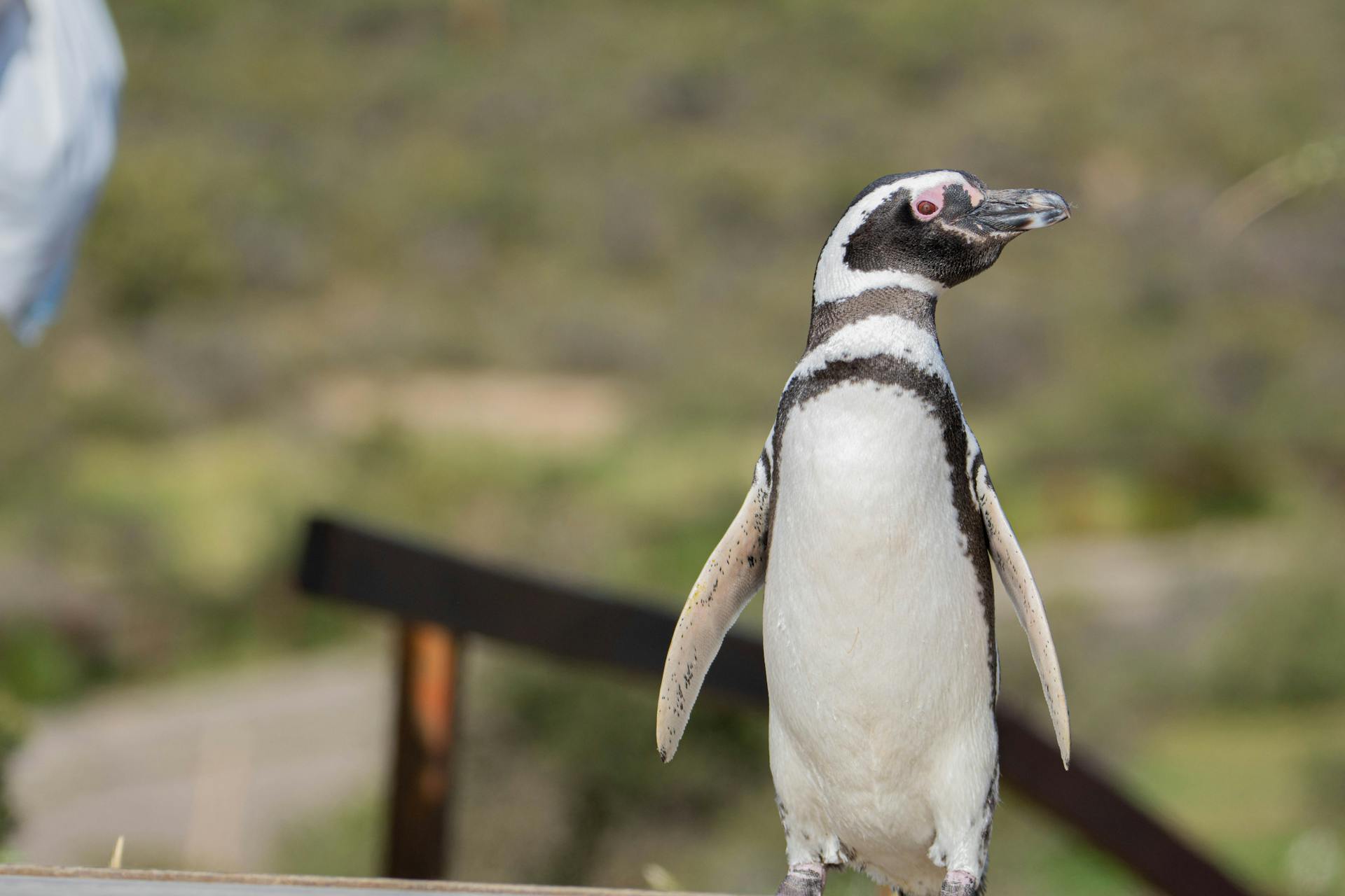 Close-up of a Magellanic penguin outdoors, showcasing its natural habitat.