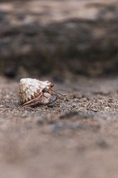Close-up of a hermit crab on the sand in Puerto Viejo, Costa Rica, showcasing natural beauty.