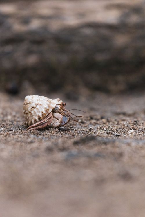 Free Close-up of a hermit crab on the sand in Puerto Viejo, Costa Rica, showcasing natural beauty. Stock Photo