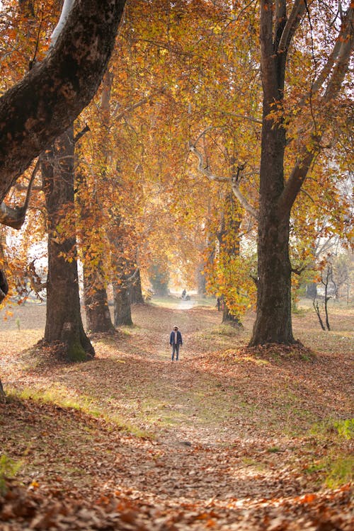 Immagine gratuita di alberi, autunno, foresta