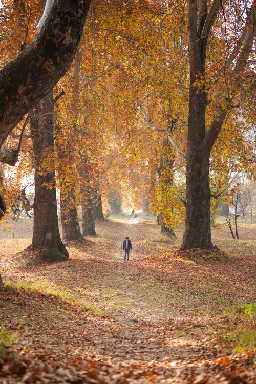 Free A person walks along a picturesque autumn path lined with tall trees and colorful foliage. Stock Photo