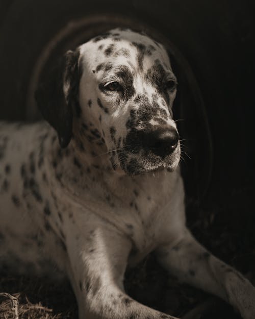 Free Close-Up Shot of a Dalmatian Dog Stock Photo