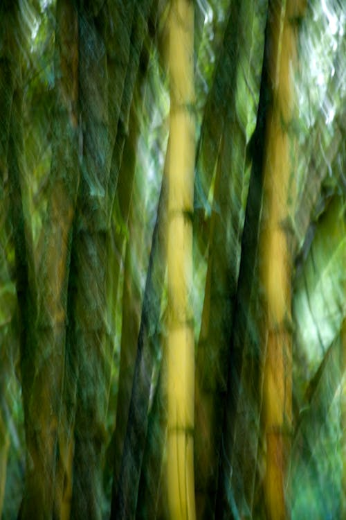 Fotobanka s bezplatnými fotkami na tému bambusy, rozmazanie, rozmazaný
