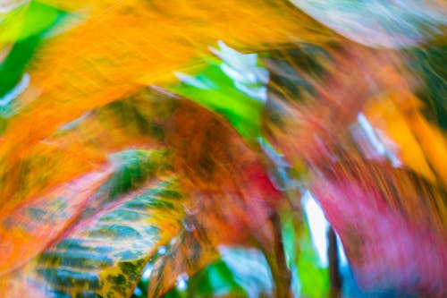Blurred Shot in Close-up Photography