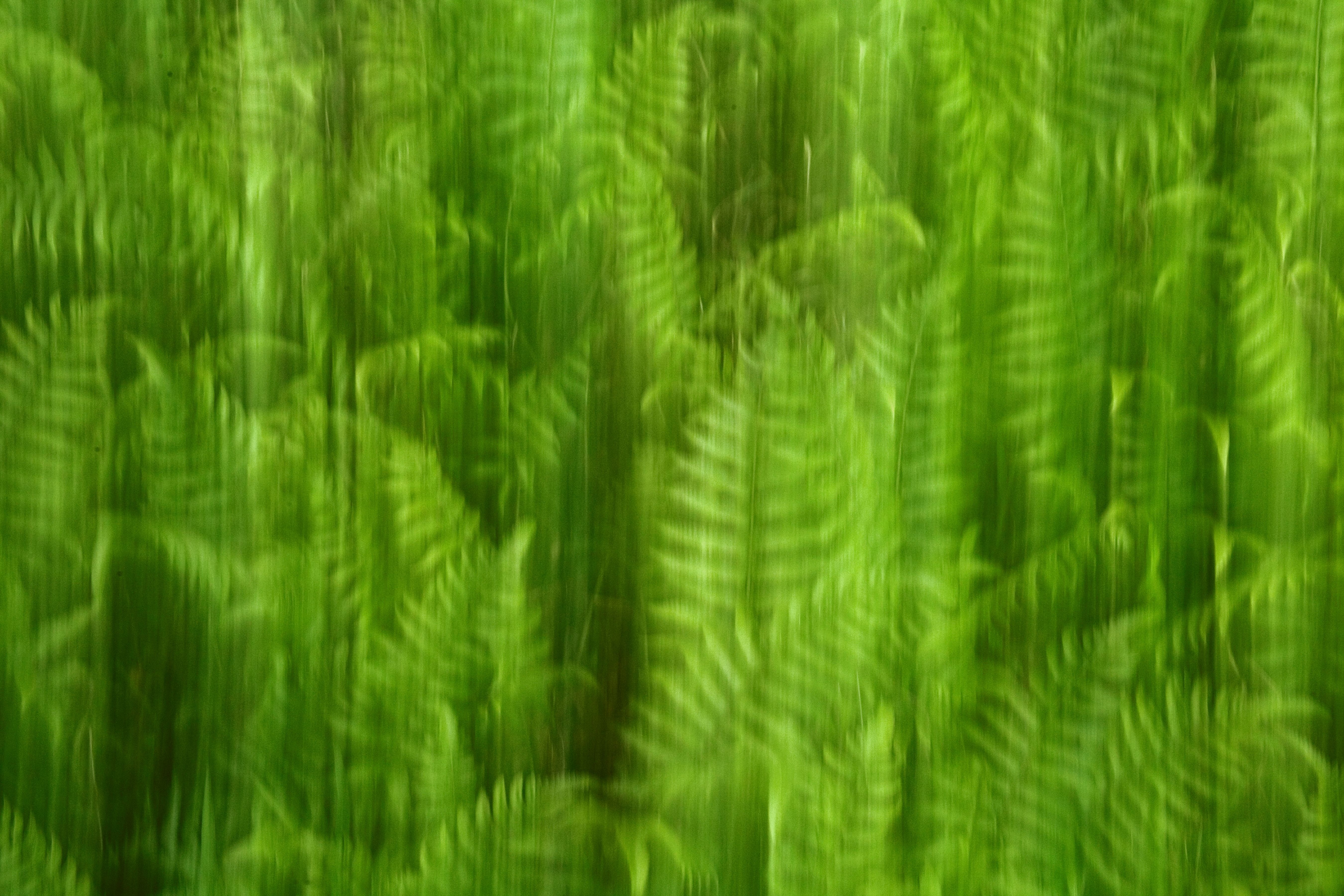 fargesia rufa balkon Fargesia 'Rufa' main image 0