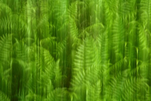 Abstract image of blurred green fern leaves creating a lush botanical atmosphere.
